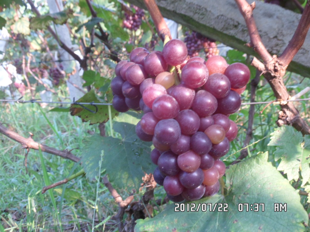 《葡萄熟了》  记录卖葡萄，天天更新 。。。。577 / 作者:坚强的硬汉 / 帖子ID:22491