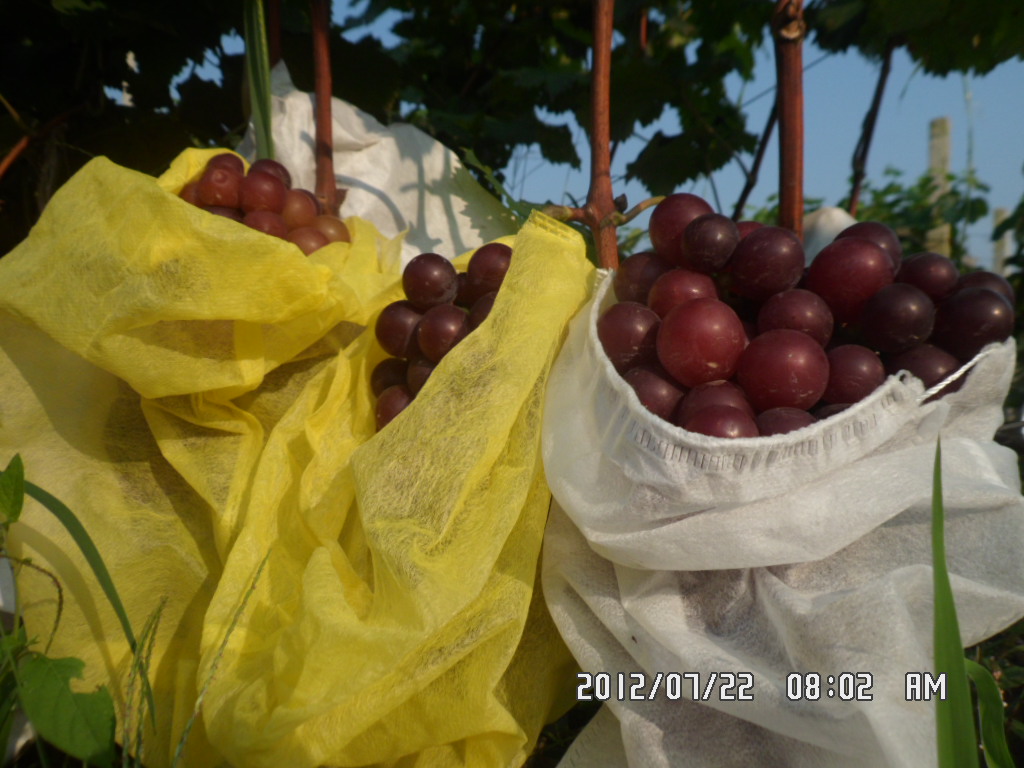 《葡萄熟了》  记录卖葡萄，天天更新 。。。。259 / 作者:坚强的硬汉 / 帖子ID:22491
