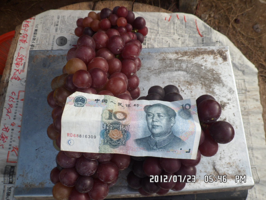 《葡萄熟了》  记录卖葡萄，天天更新 。。。。220 / 作者:坚强的硬汉 / 帖子ID:22491