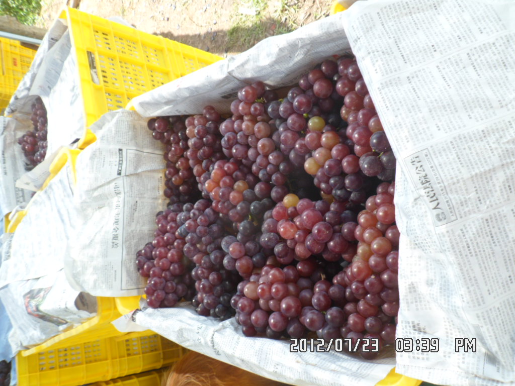《葡萄熟了》  记录卖葡萄，天天更新 。。。。436 / 作者:坚强的硬汉 / 帖子ID:22491
