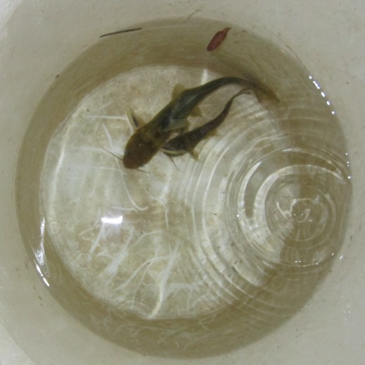 夜钓收获的黄蜂鱼483 / 作者:大卷哥 / 帖子ID:22619