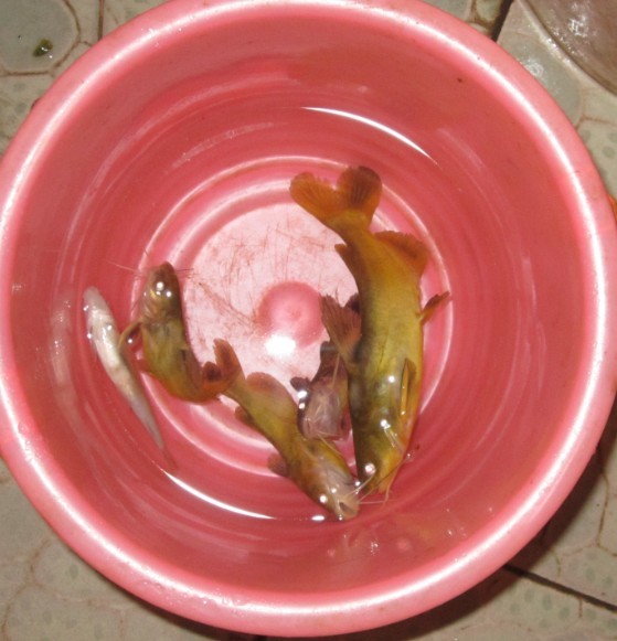 夜钓收获的黄蜂鱼40 / 作者:大卷哥 / 帖子ID:22619