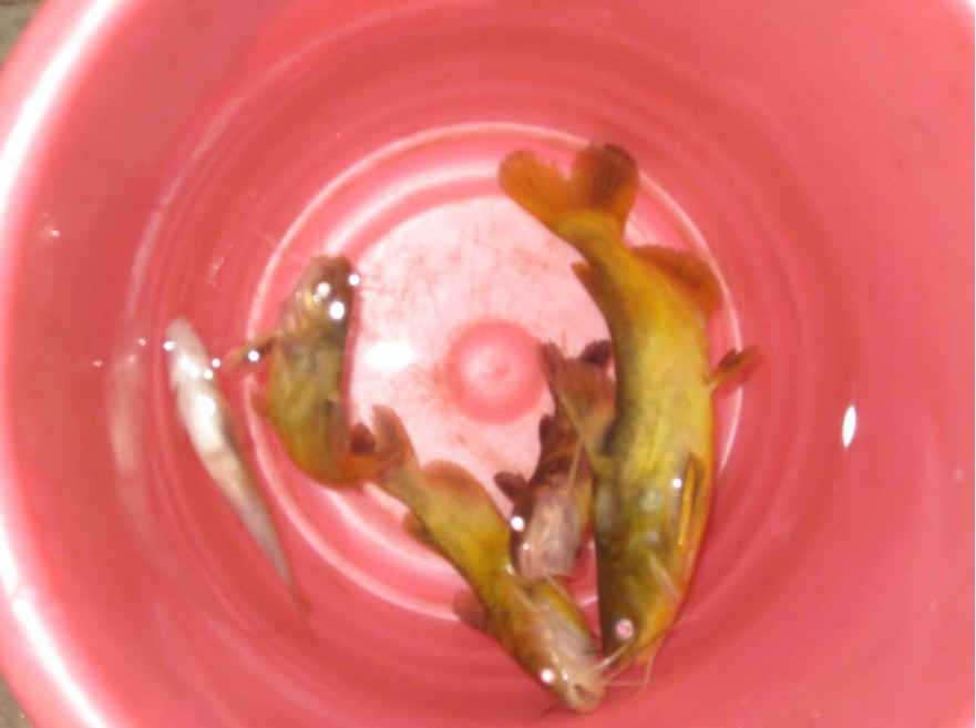 夜钓收获的黄蜂鱼263 / 作者:大卷哥 / 帖子ID:22619