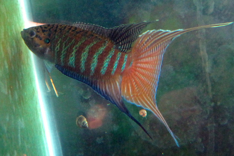 新人报道发帖混个脸熟，一直不晓得恭城除了油茶论坛之外还有个520，惭愧。118 / 作者:老铁 / 帖子ID:22631