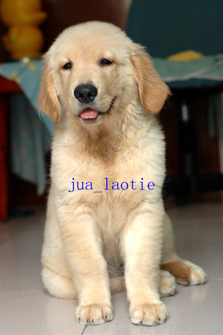 我家的也来露个脸吧，血统纯正~852 / 作者:老铁 / 帖子ID:22638