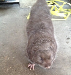 这是什么？O(∩_∩)O635 / 作者:小雨点 / 帖子ID:22645