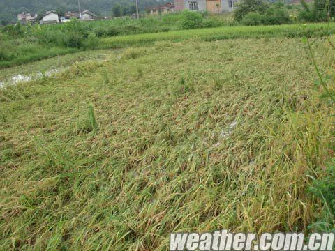 狂风暴雨来袭 桂林恭城成熟水稻遭殃182 / 作者:茶城路人 / 帖子ID:22770