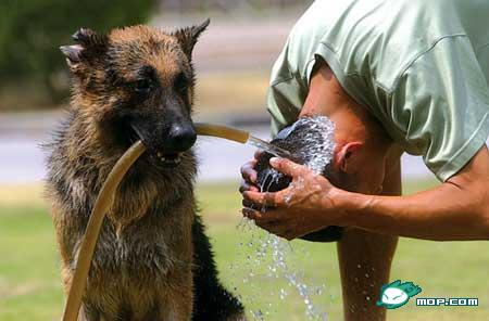 八一，来临之际向那些现在的曾经的军人，致以最崇高的敬意800 / 作者:bps55555 / 帖子ID:23394