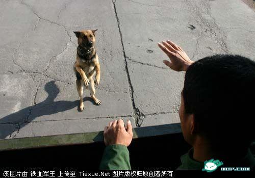 八一，来临之际向那些现在的曾经的军人，致以最崇高的敬意292 / 作者:bps55555 / 帖子ID:23394