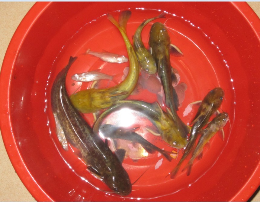 落了几天雨，茶江河的黄蜂鱼也多了····钓鱼的速度了哦313 / 作者:大卷哥 / 帖子ID:23692