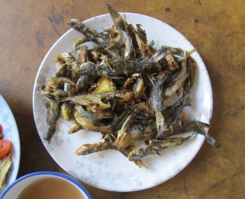 落了几天雨，茶江河的黄蜂鱼也多了····钓鱼的速度了哦647 / 作者:大卷哥 / 帖子ID:23692