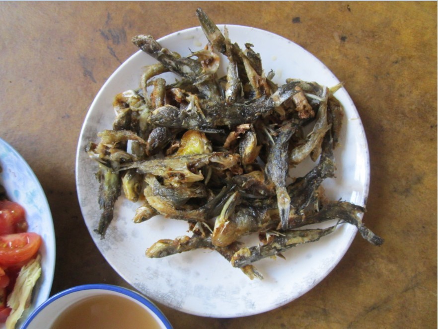 落了几天雨，茶江河的黄蜂鱼也多了····钓鱼的速度了哦394 / 作者:大卷哥 / 帖子ID:23692