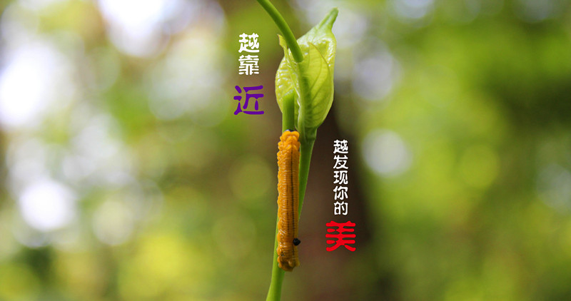 【幻想天空】越靠近，越发现你的美。350 / 作者:小紫 / 帖子ID:23769