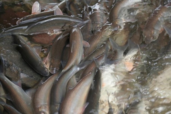 中俄就渔业合作达成共识256 / 作者:平安大叔 / 帖子ID:23943