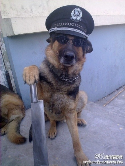 城管打拉车老大爷反被群众殴打：路见不平旁人踩！382 / 作者:桂鱼 / 帖子ID:24193