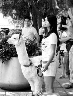 女子街头遛“草泥马”引围观 网友称很霸气484 / 作者:限量版 / 帖子ID:24262