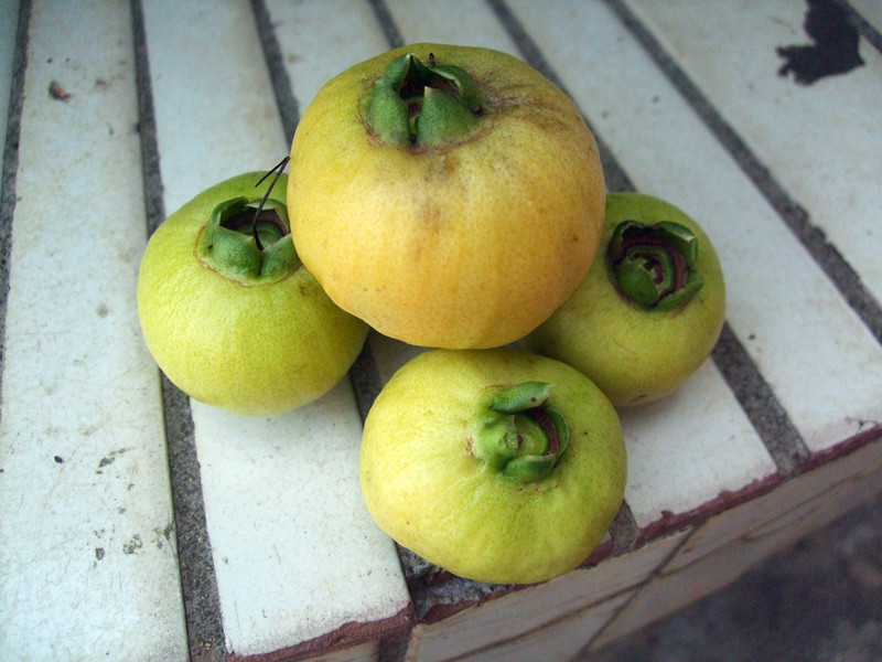 知道这个是什么果子么？可以吃的哦。104 / 作者:小紫 / 帖子ID:24765