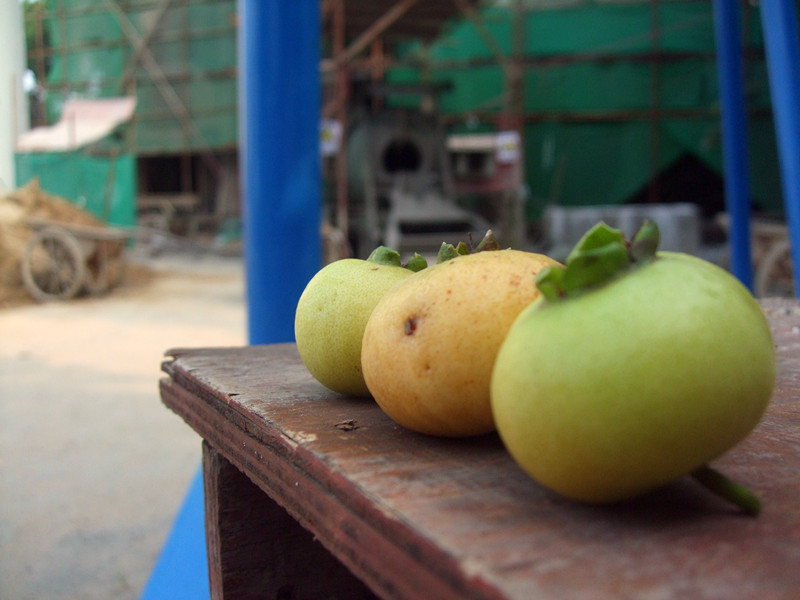 知道这个是什么果子么？可以吃的哦。587 / 作者:小紫 / 帖子ID:24765