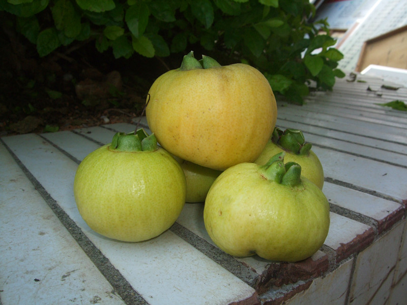 知道这个是什么果子么？可以吃的哦。128 / 作者:小紫 / 帖子ID:24765