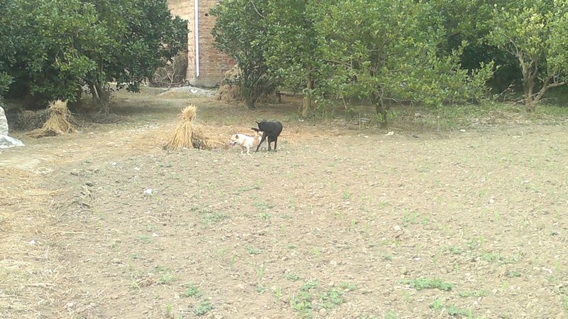 --------它们到底在干嘛？？281 / 作者:十滴水 / 帖子ID:26944