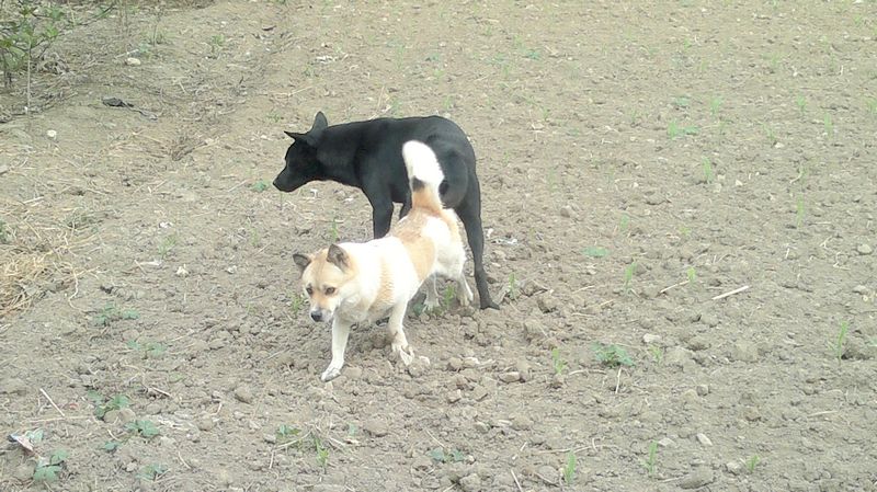 --------它们到底在干嘛？？309 / 作者:十滴水 / 帖子ID:26944