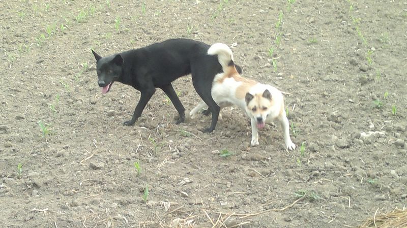 --------它们到底在干嘛？？284 / 作者:十滴水 / 帖子ID:26944