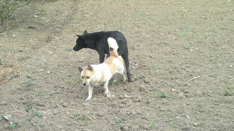 --------它们到底在干嘛？？77 / 作者:十滴水 / 帖子ID:26944