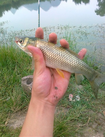 嗮嗮今天的战绩··哈哈920 / 作者:小勇 / 帖子ID:35569