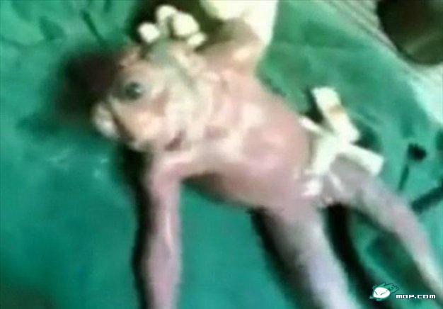 国外一妇产下怪胎疑为亿年前生物999 / 作者:翠微瑶人 / 帖子ID:35691