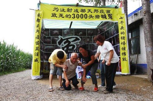 为猪搭灵棚喊冤的怪事也有，你信摆？189 / 作者:平安大叔 / 帖子ID:36967