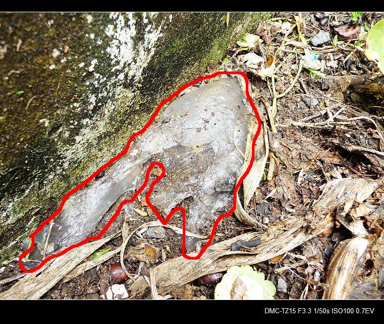 这样的“人造合成凉粉”谁敢吃？220 / 作者:平安大叔 / 帖子ID:38132