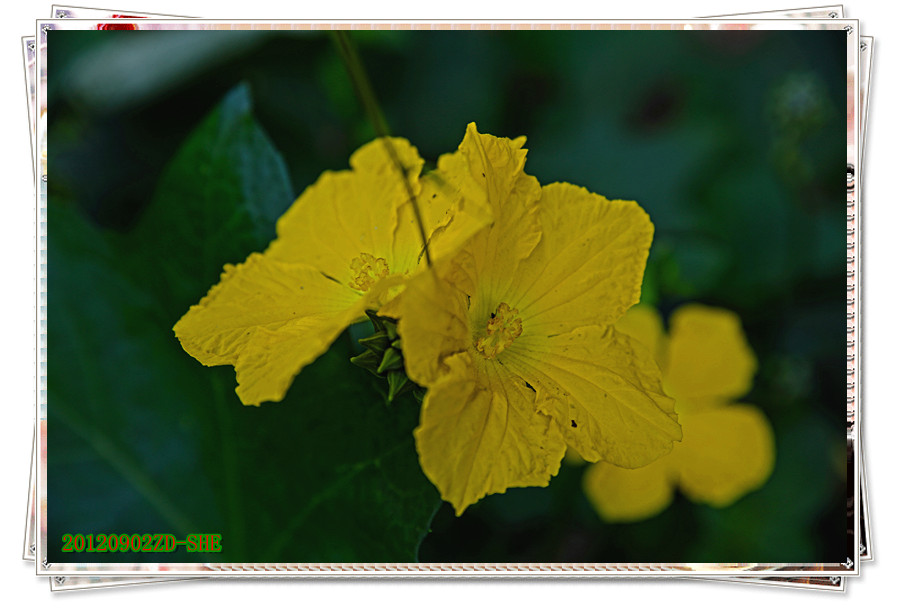 九月花18 / 作者:其修远 / 帖子ID:38323