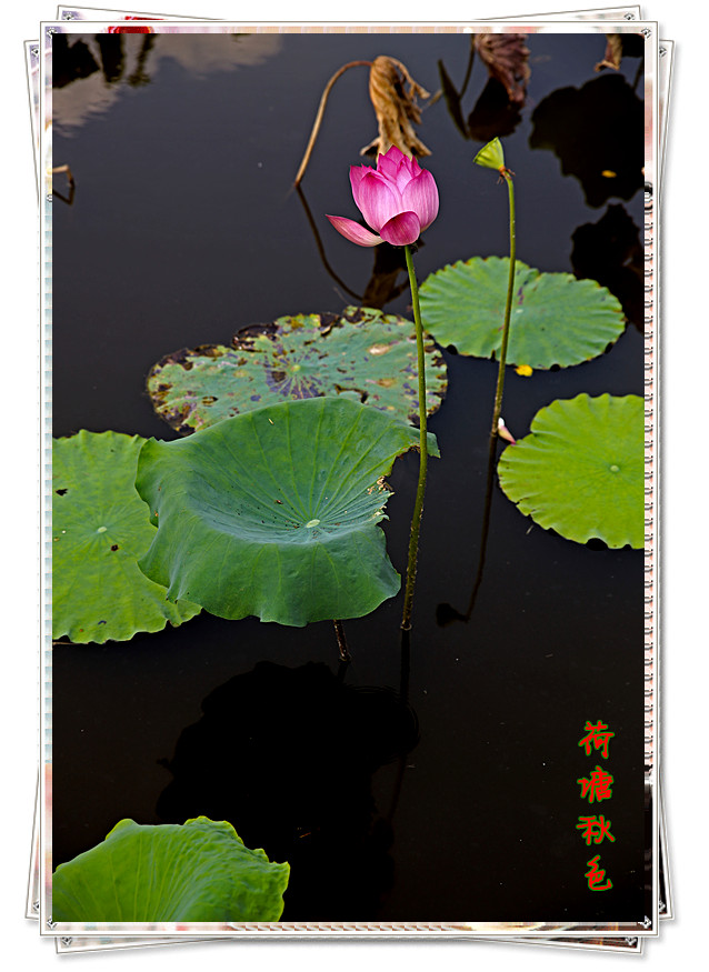 九月花221 / 作者:其修远 / 帖子ID:38323