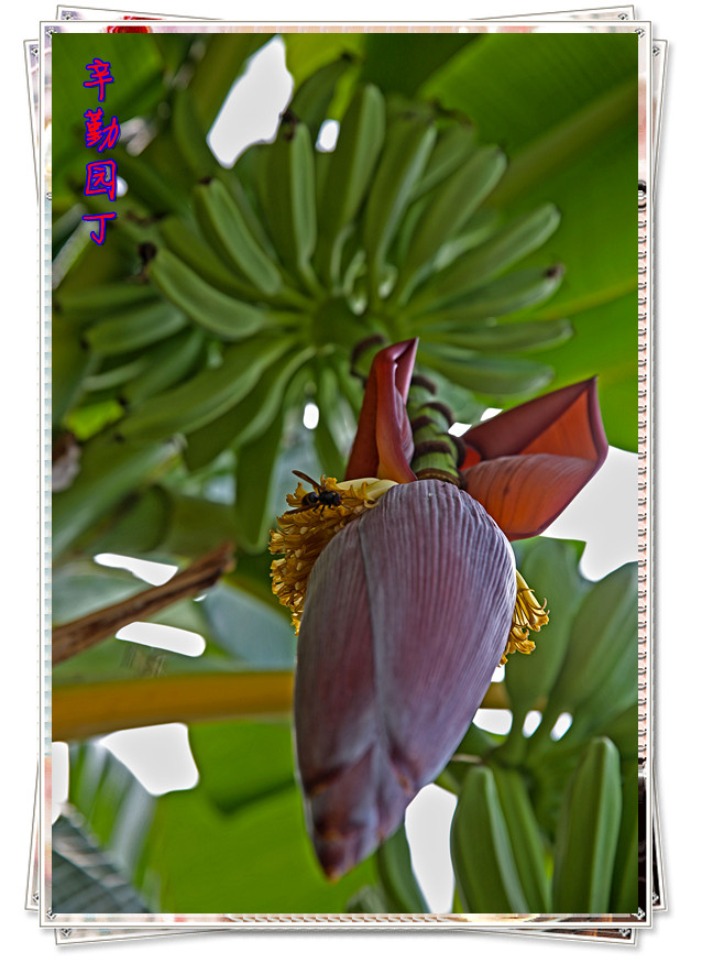 九月花982 / 作者:其修远 / 帖子ID:38323