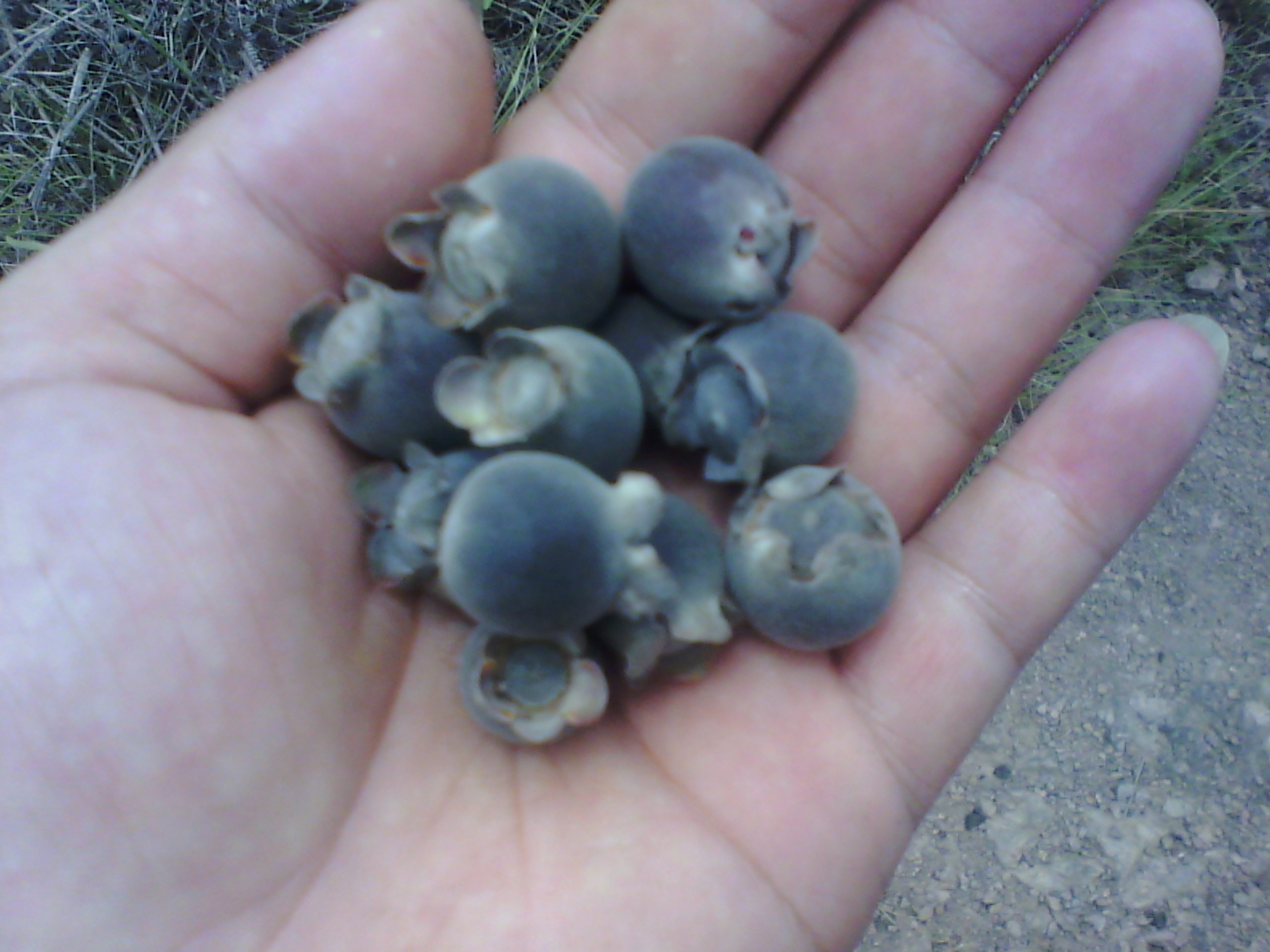 新人新帖343 / 作者:狗！狗！狗！ / 帖子ID:38340