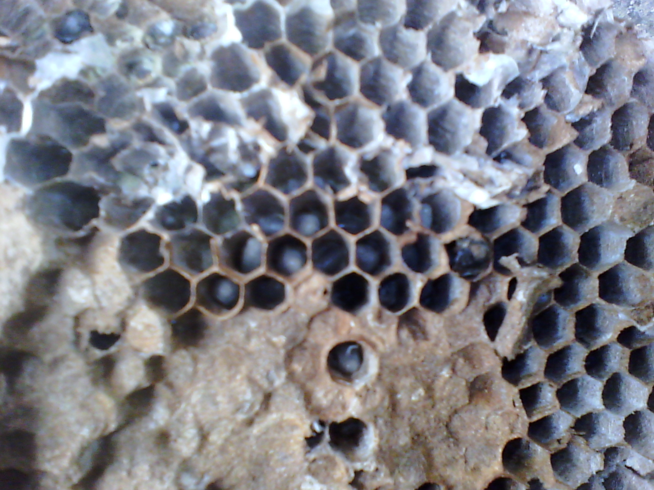 新人新帖71 / 作者:狗！狗！狗！ / 帖子ID:38340