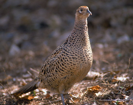 新人新帖438 / 作者:狗！狗！狗！ / 帖子ID:38340