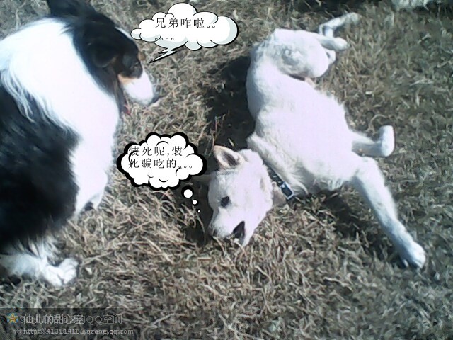 我和麻蛋群主的浴照839 / 作者:成 成 / 帖子ID:50255