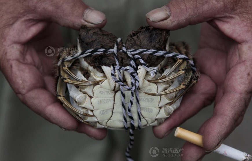 图片故事：阳澄湖“洗澡蟹”冒充大闸蟹的秘密450 / 作者:小雨点 / 帖子ID:54824