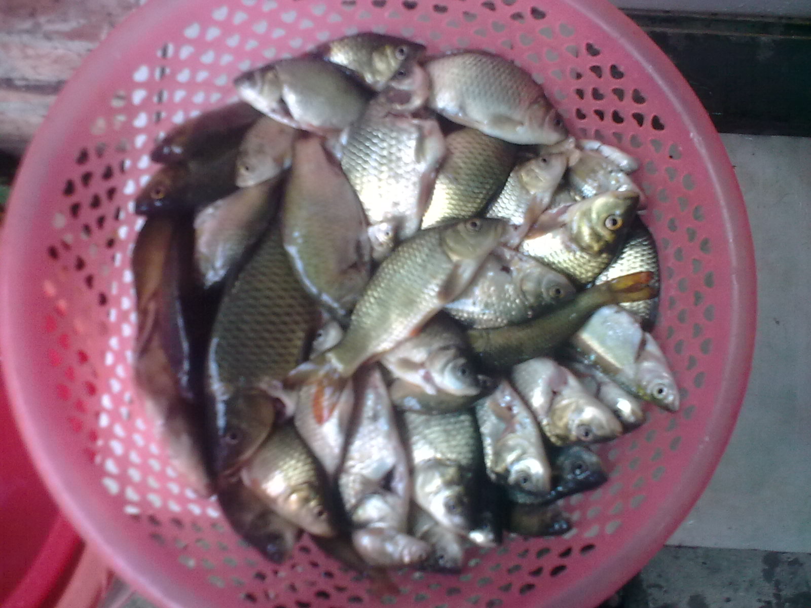 好久没发吃鱼的PP了，再来几张149 / 作者:极速6688 / 帖子ID:54853