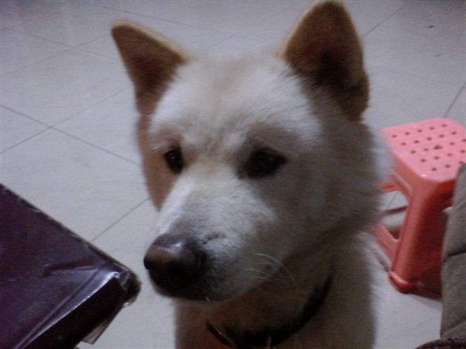 悬赏500找爱犬 恭喜452 / 作者:成 成 / 帖子ID:54910