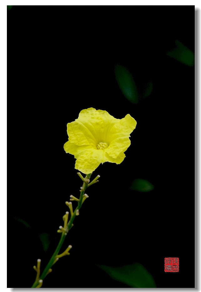 天快黑了，随拍八棱瓜花828 / 作者:与孤独共舞 / 帖子ID:55098