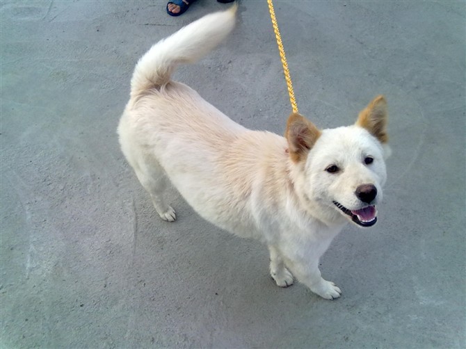 记爱犬-恭喜830 / 作者:237272866 / 帖子ID:55083