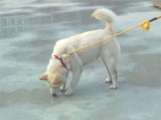 记爱犬-恭喜720 / 作者:237272866 / 帖子ID:55083