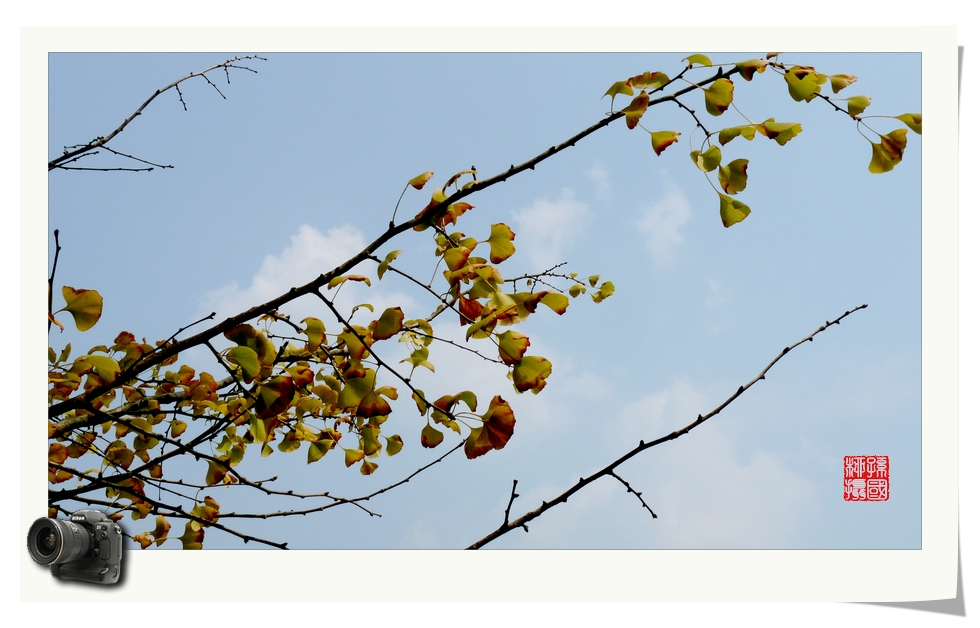 紫洲公园的一组随拍105 / 作者:与孤独共舞 / 帖子ID:55189