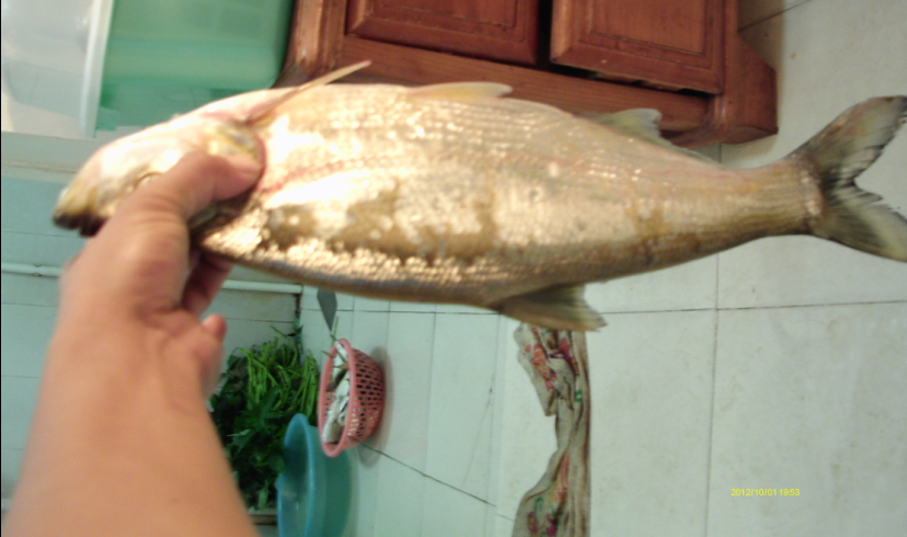 国庆小钓38 / 作者:简单 / 帖子ID:55787