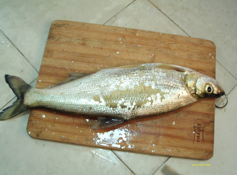 国庆小钓854 / 作者:简单 / 帖子ID:55787