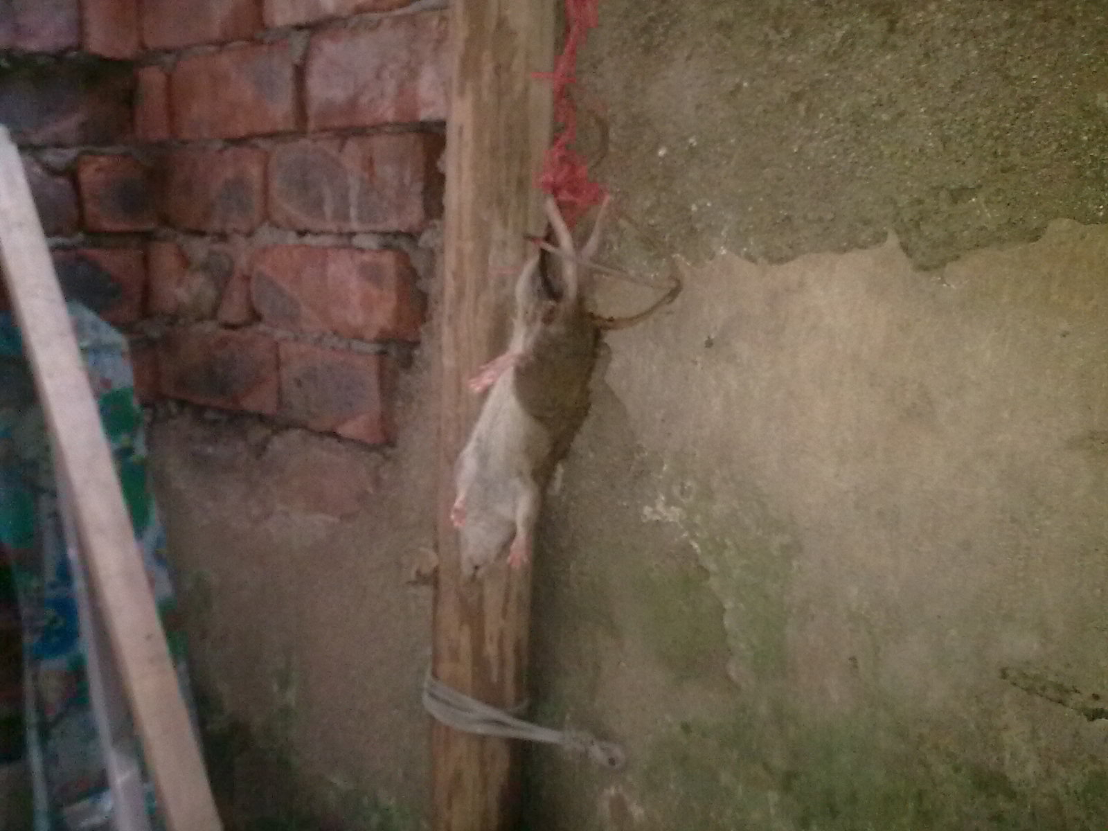 看你还偷我东西，吊起你来打356 / 作者:极速6688 / 帖子ID:55940