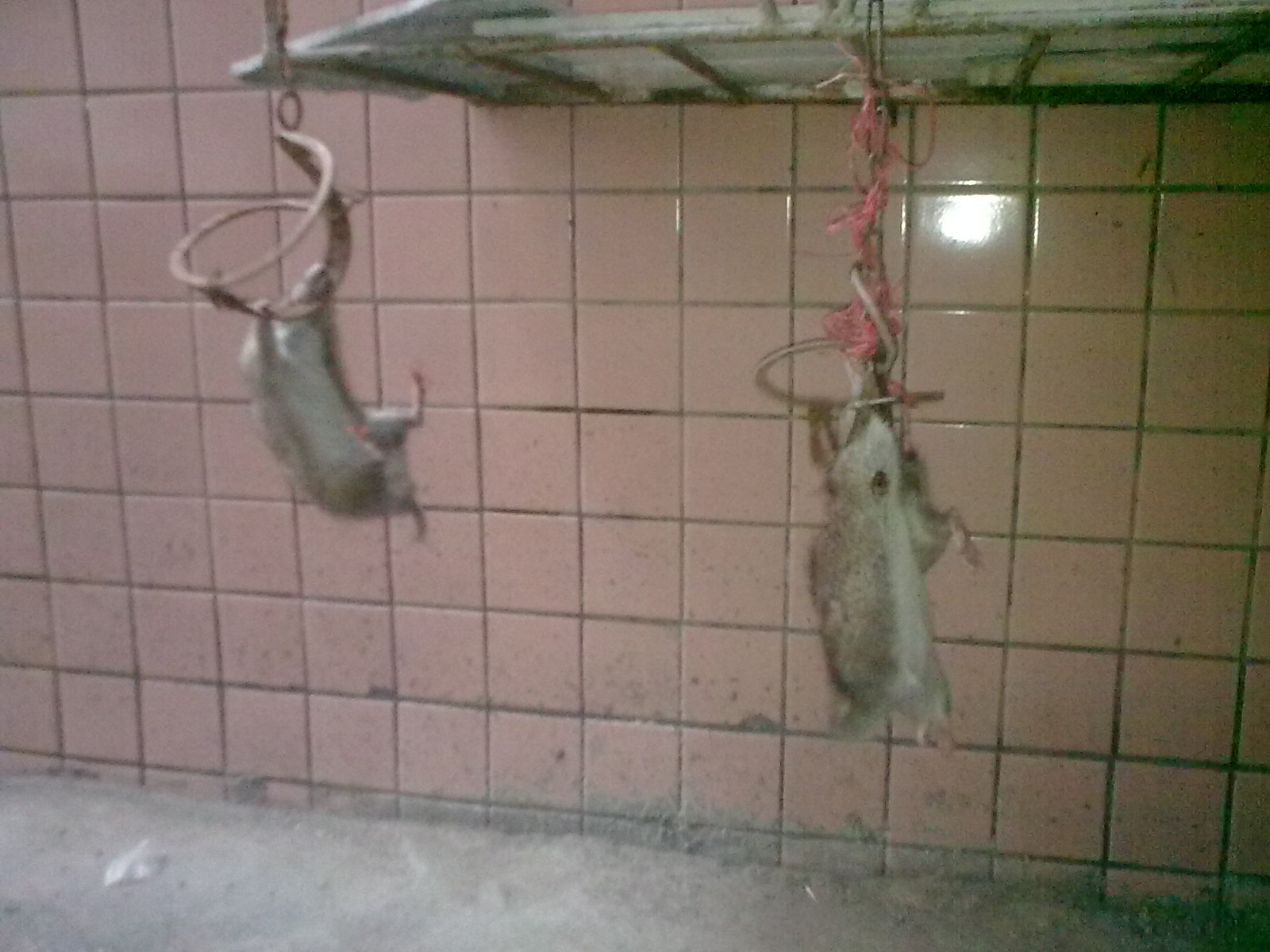 看你还偷我东西，吊起你来打543 / 作者:极速6688 / 帖子ID:55940