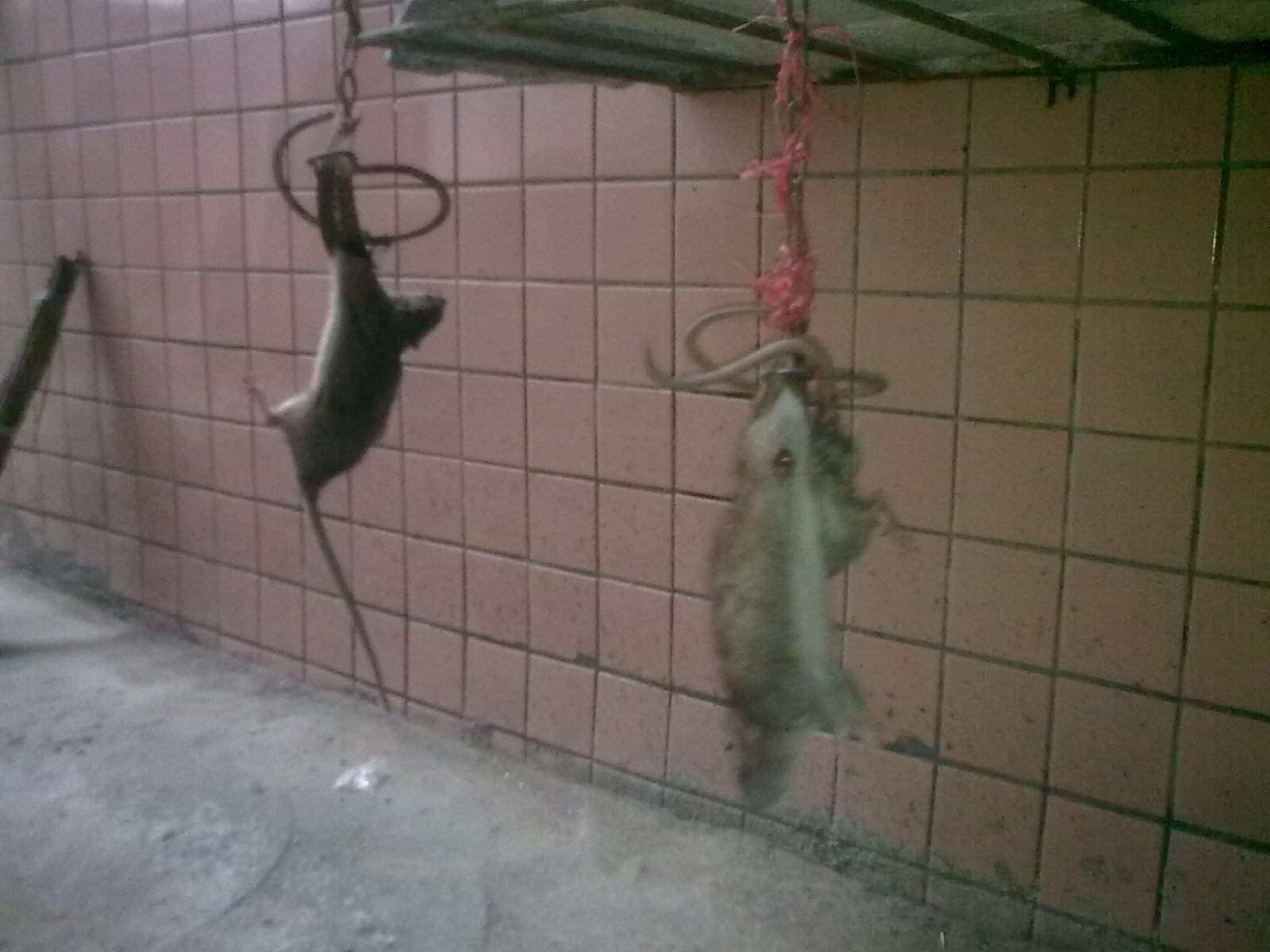 看你还偷我东西，吊起你来打137 / 作者:极速6688 / 帖子ID:55940